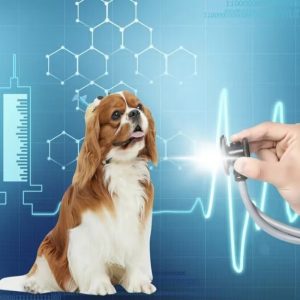 veterinary medical consumables